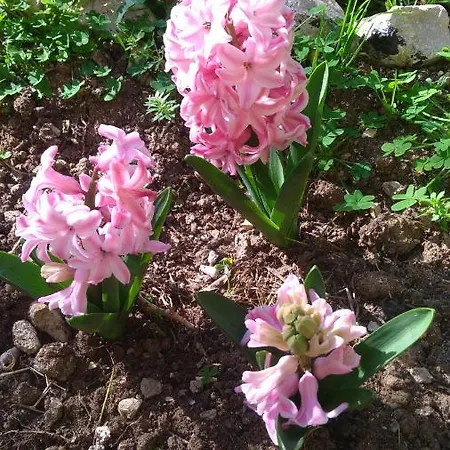 Bed & Breakfast Lo Spicchio B&B Vicino Ospedale Alghero